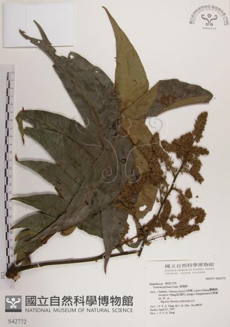 番龍眼藏品圖，第1張