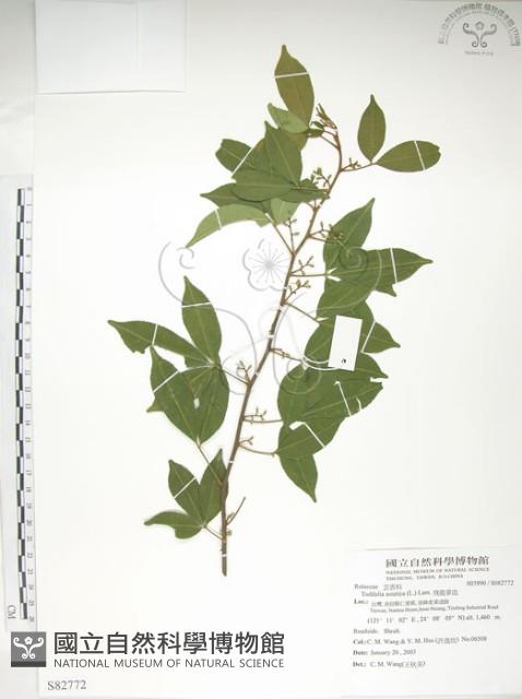 飛龍掌血藏品圖，第1張