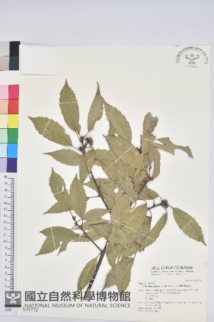 青剛櫟、鐵椆藏品圖，第1張