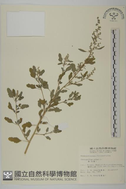 藜、灰藜藏品圖，第1張