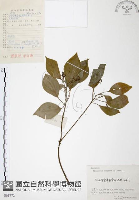 樟樹藏品圖，第1張