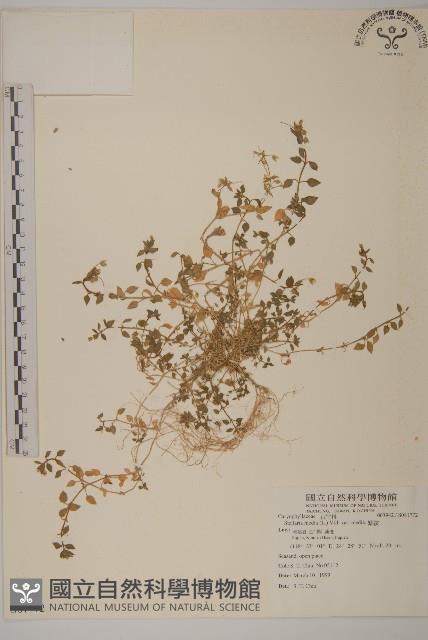 繁縷藏品圖，第1張