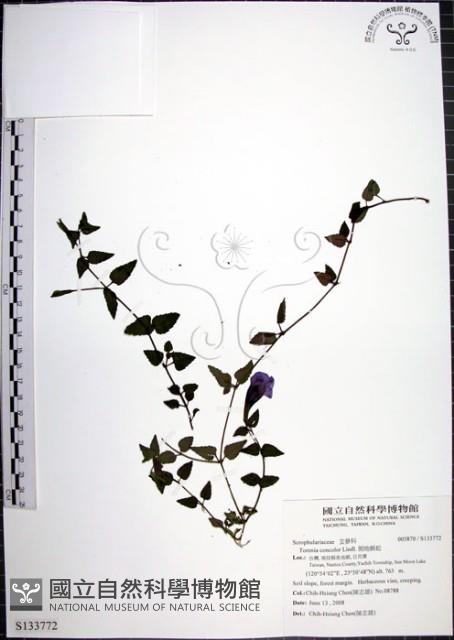 倒地蜈蚣藏品圖，第1張