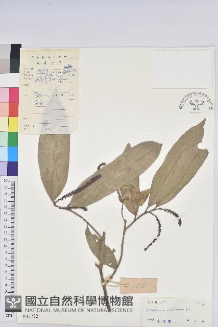 山地五月茶藏品圖，第1張