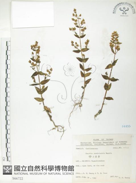 高山當藥藏品圖，第1張