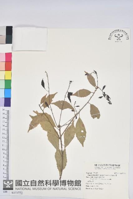 油葉石櫟藏品圖，第1張