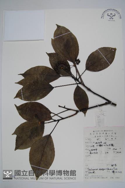 臺灣樹參藏品圖，第1張