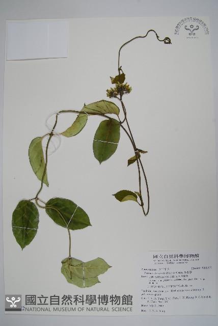 爬森藤藏品圖，第1張