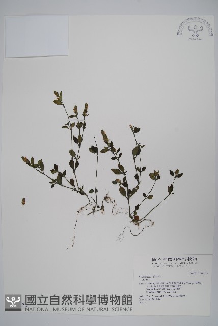 登錄號:S032272藏品圖，第1張