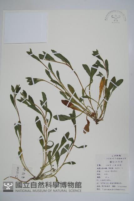 彎齒盾果草藏品圖，第1張