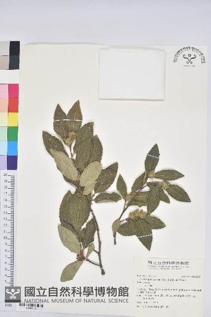 登錄號:S190272藏品圖，第1張
