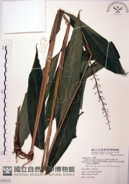 山月桃藏品圖，第1張