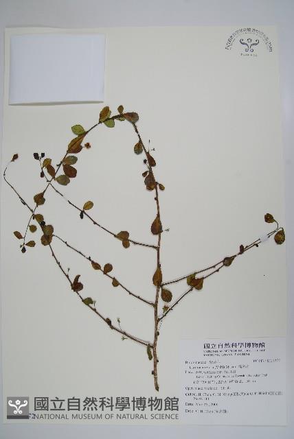 滿福木藏品圖，第1張