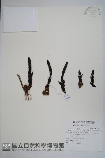 穗花蛇菰藏品圖，第1張