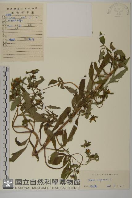 狼把草藏品圖，第1張