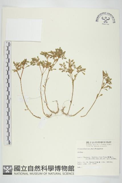 登錄號:S011272藏品圖，第1張