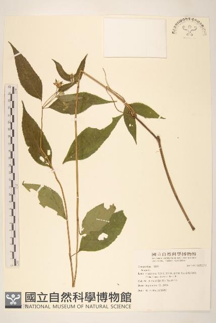 登錄號:S131272藏品圖，第1張