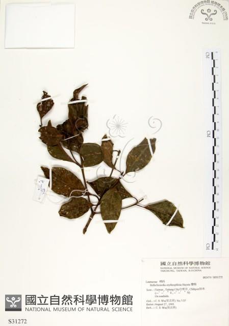 瓊楠藏品圖，第1張