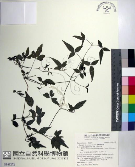 臺灣鐵線蓮藏品圖，第1張