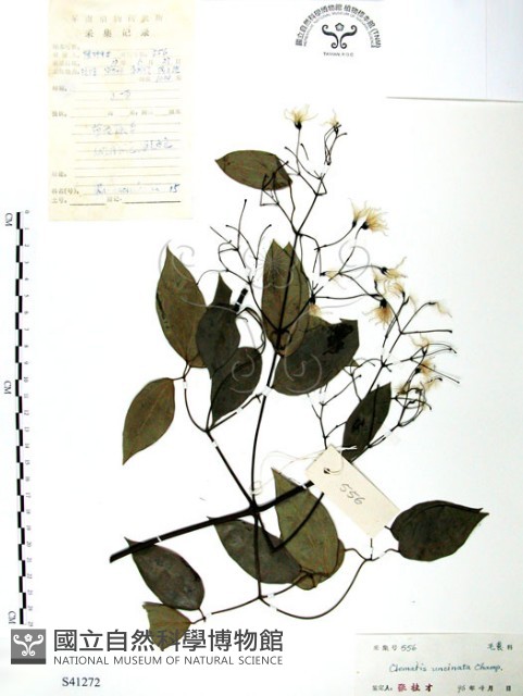 柱果鐵線蓮藏品圖，第1張