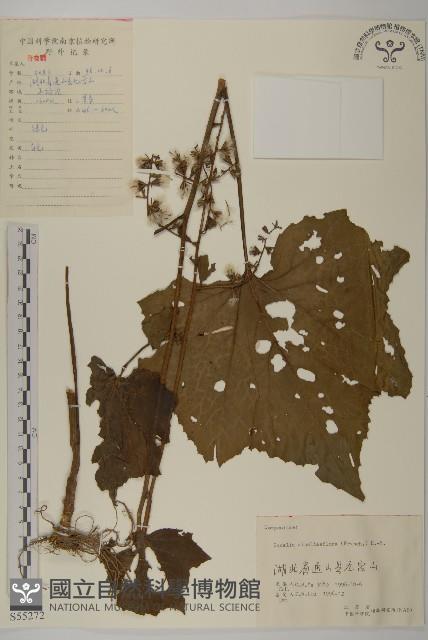 兔兒風蟹藏品圖，第1張