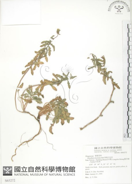 裂葉月見草藏品圖，第1張
