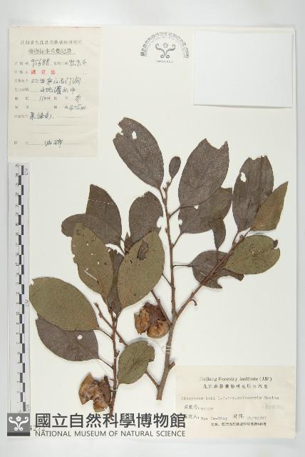 油柿藏品圖，第1張