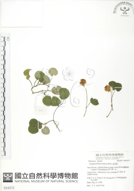 苞花蔓藏品圖，第1張