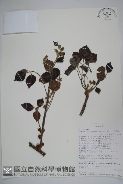 登錄號:S094272藏品圖，第1張