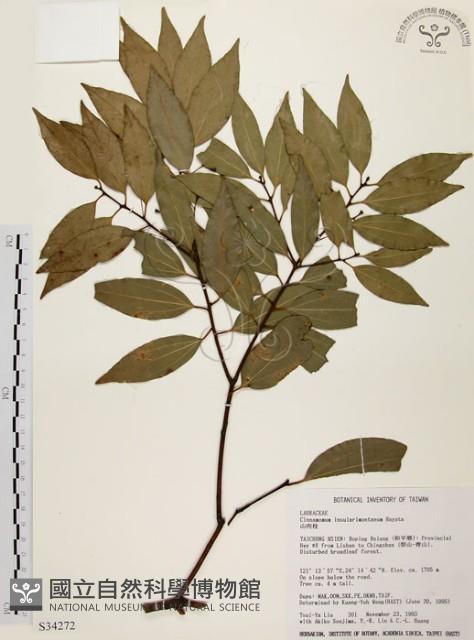 山肉桂、台灣肉桂藏品圖，第1張