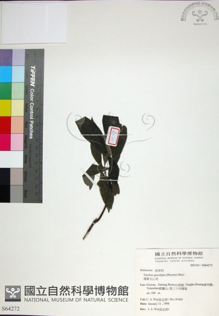 薄葉玉心花藏品圖，第1張