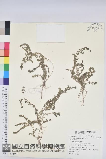 田代氏大戟藏品圖，第1張