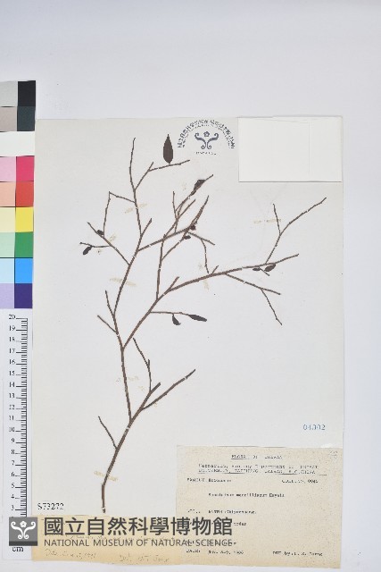 毛蕊花藏品圖，第1張