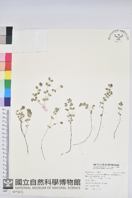 鵝鑾鼻大戟藏品圖，第1張