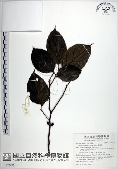 羅庚果藏品圖，第1張