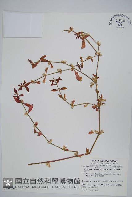 蓮子草藏品圖，第1張