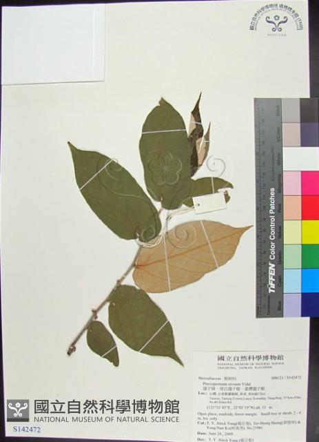 翅子樹、裡白翅子樹、臺灣翅子樹藏品圖，第1張