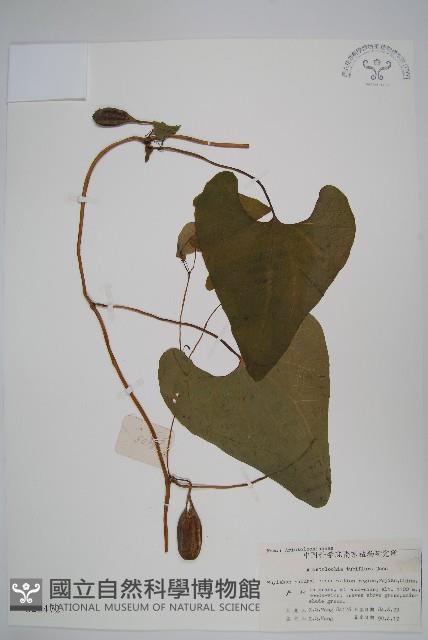 管花馬兜鈴藏品圖，第1張