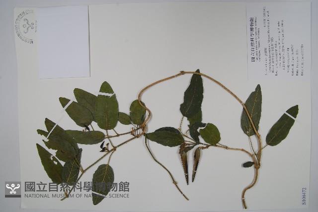 臺灣牛皮消、臺灣白薇藏品圖，第1張