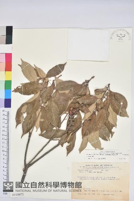 菱果石櫟藏品圖，第1張