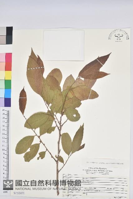 刺杜密藏品圖，第1張