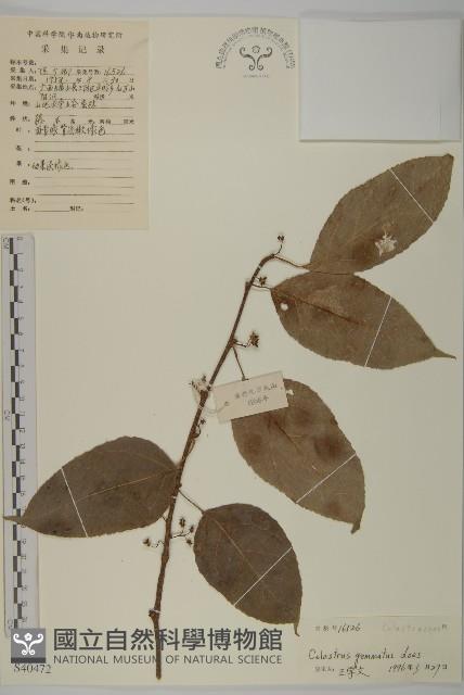 哥蘭葉藏品圖，第1張