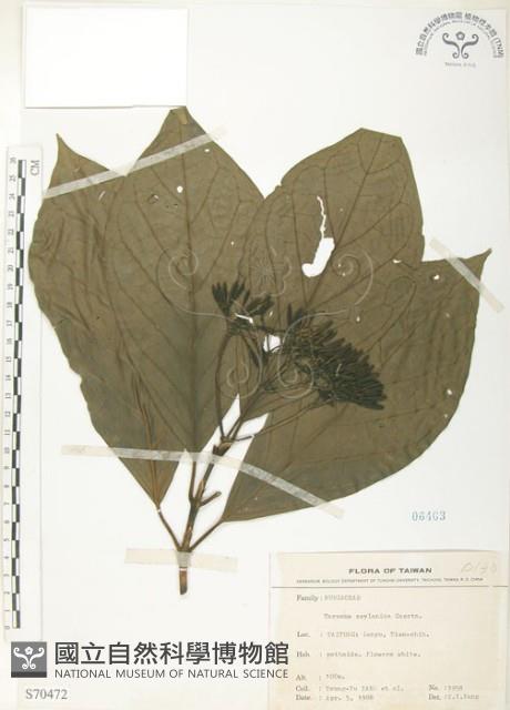 錫蘭玉心花藏品圖，第1張