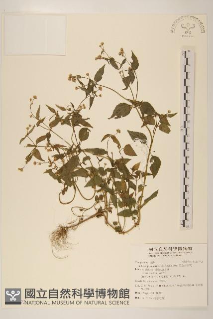 粗毛小米菊藏品圖，第1張