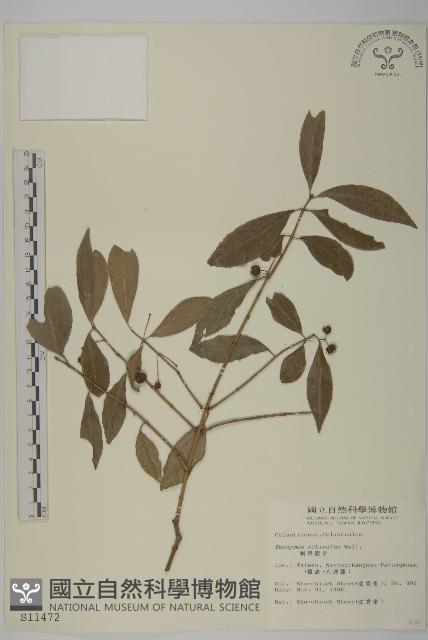 刺果衛矛藏品圖，第1張