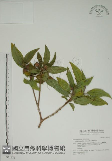 基尖葉野牡丹、蘭嶼野牡丹藏品圖，第1張