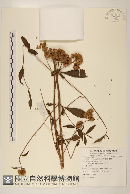 異葉澤蘭藏品圖，第1張