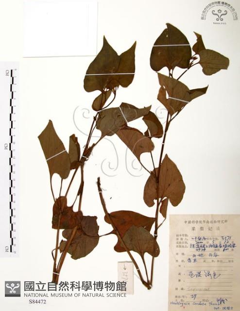 臭腥草、蕺菜藏品圖，第1張