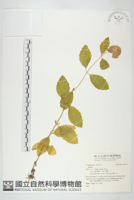 登錄號:S143472藏品圖，第1張