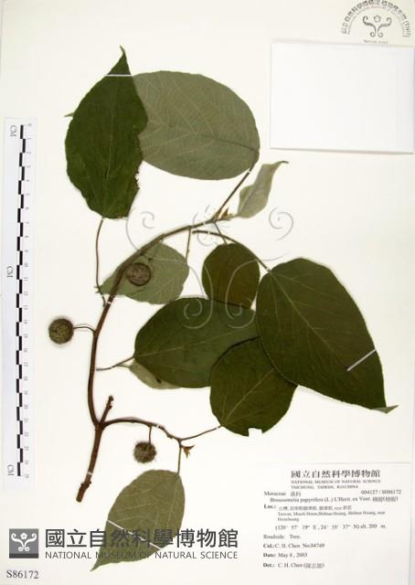 構樹藏品圖，第1張